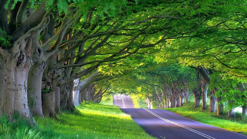 landscapes-trees-cityscapes-architecture-roads-fresh-new-hd