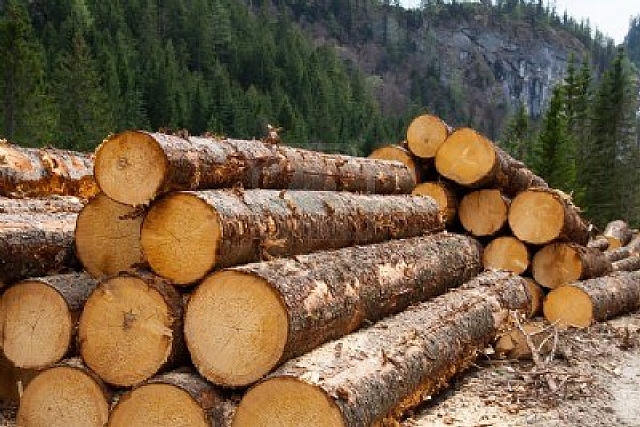 timber_logging