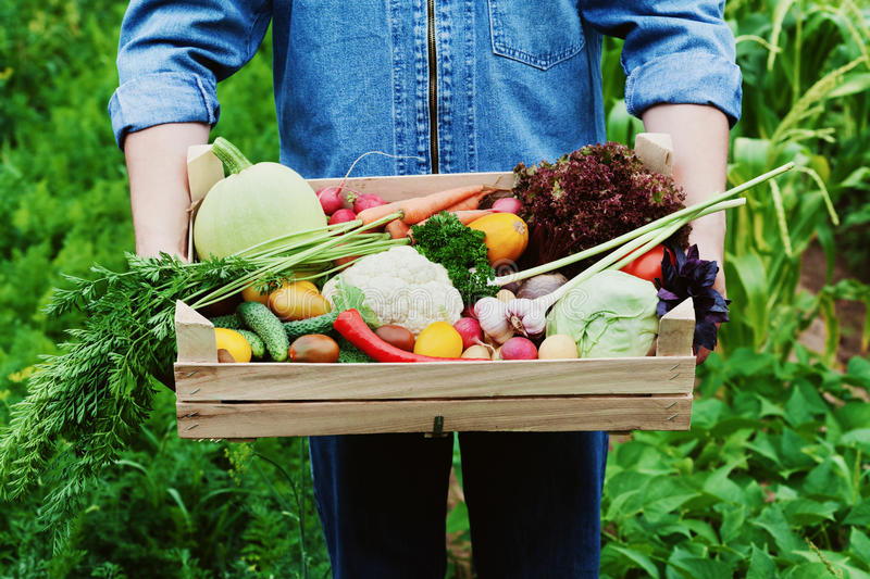 l-agriculteur-tient-dans-des-ses-mains-une-boîte-en-bois-avec-une-culture-des-légumes-et-de-la-récolte-de-la-racine-organique-74461363